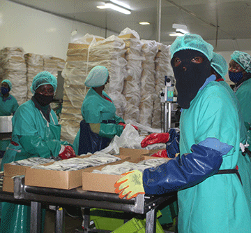 fish landings 1 Fish landings plummet