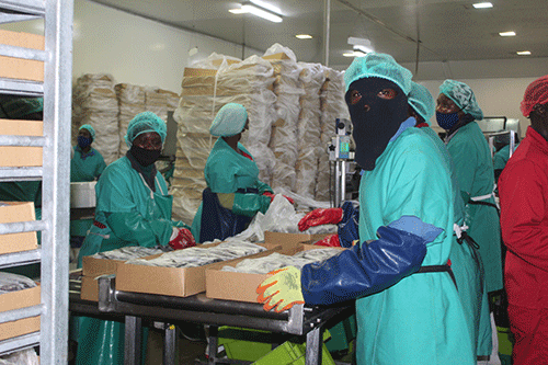 fish landings 1 Fish landings plummet