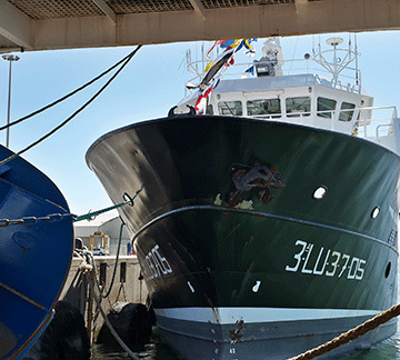 fishcor1 Fishcor clarifies horse mackerel quota deal