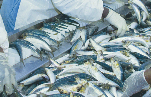 fishing 1 Illegal fishing headache continues … N$1.5 billion revenue lost annually