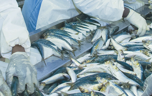 fishing company Woman loses fishing shares fight