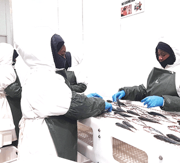 fishing industry A look at the fishing industry in 2023