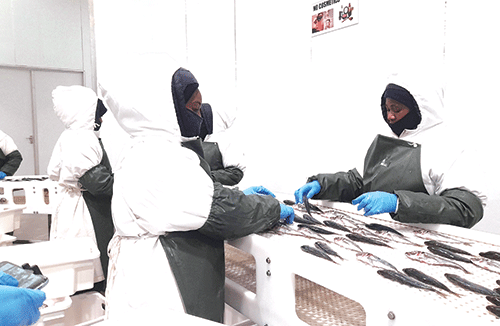 fishing industry A look at the fishing industry in 2023