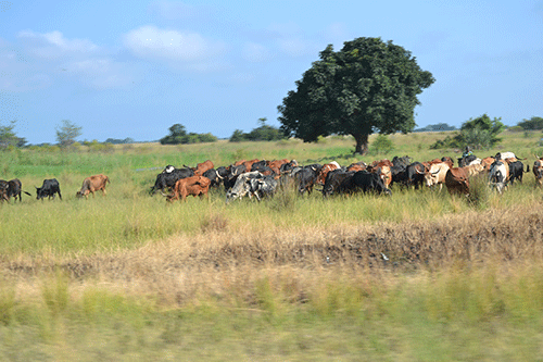 fmd FMD restrictions lifted in Zambezi
