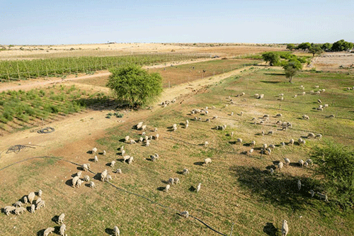 focus Deeper focus on agri-bussiness needed…as women farmers chart own path