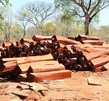 forests ‘Unsustainable’ logging worries Shifeta