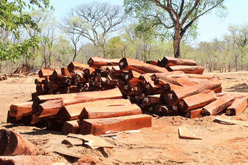 forests ‘Unsustainable’ logging worries Shifeta