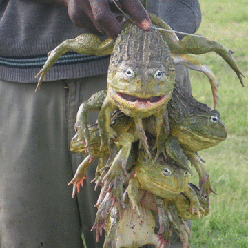 frogs Okaana ka fya omeva eshi kwa li ta ka kwata omafuma