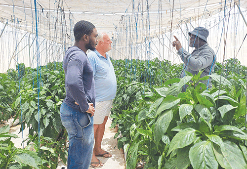 garden 1 Khowarib Green Scheme revived