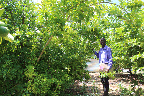 garden Community garden increases social cohesion