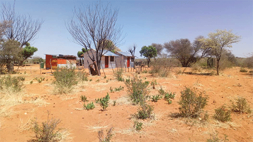 gifblaar 1 Detecting plant poisoning in your herd