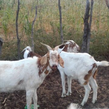 goat beaten A kwatwa po eshi a mbutaula oikombo yovanhu