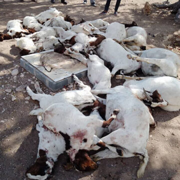 goats 1 Khorixas farmer loses 43 goats to lions