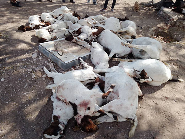 goats 1 Khorixas farmer loses 43 goats to lions