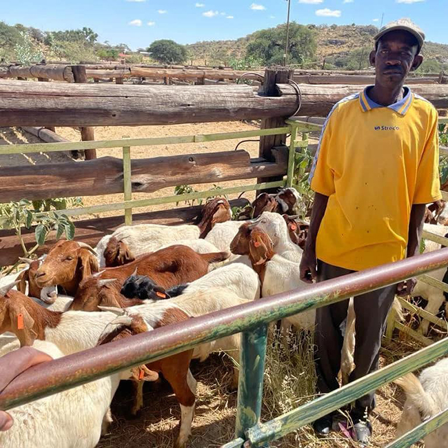 goats 2 Ovitoto farmers benefit from goat scheme