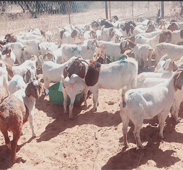 goats How to breed profitable goats
