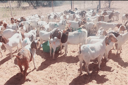 goats How to breed profitable goats
