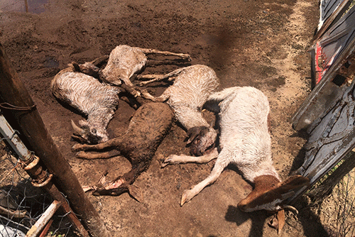 goats Mystery predator kills goats
