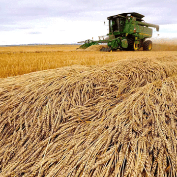 grain Opinion – Grain export deal, weapons and the threat of famine in Ukraine