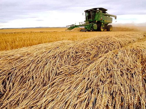 grain Opinion – Grain export deal, weapons and the threat of famine in Ukraine