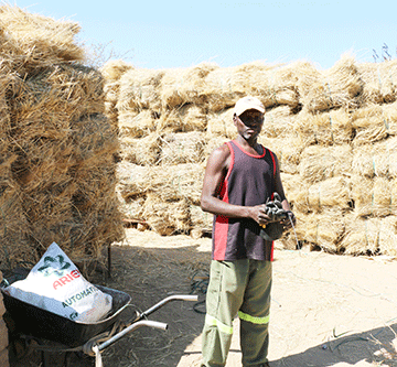 grass 1 Jobless man finds success in harvesting grass