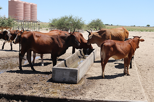 grazing Farmers fear grazing will be depleted at Uuvudhiya