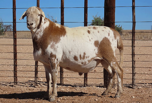 grunau auction Grünau brings you Signalberg’s top Meatmaster rams