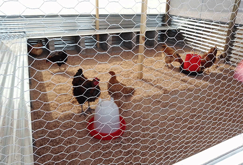 hardap Hardap Correctional Facility launches poultry project