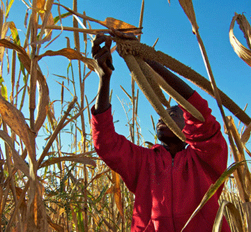 health Drought coping strategies for crop farmers