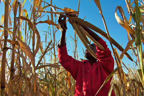 health Drought coping strategies for crop farmers