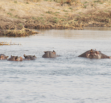 hippos 1 Muyunda: Stranded hippos will be safe