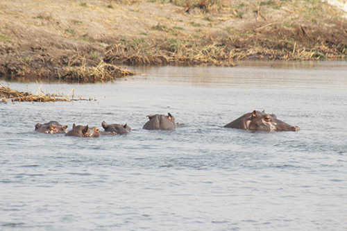 hippos 1 Muyunda: Stranded hippos will be safe