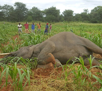 insurance 1 Nasria innovations a lifeline for farmers