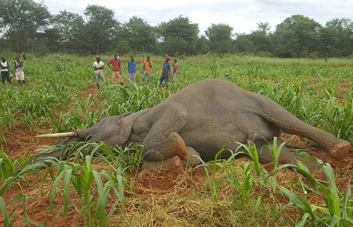 insurance 1 Namfisa ponders agriculture index-based insurance