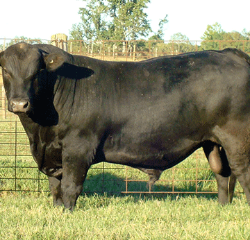 kaurivi bull Bull fertility vital to herd’s profitability