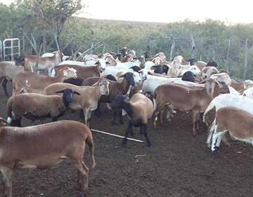 kavari2 Kavari thrives with the Meatmaster