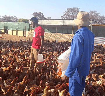 konguavi chickens klipaar Poultry enterprise thrives on unique promotion drive
