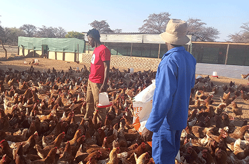 konguavi chickens klipaar Poultry enterprise thrives on unique promotion drive