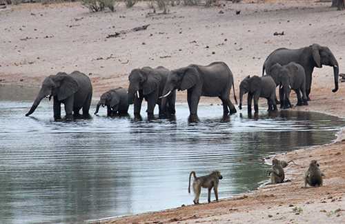 koro 1 Artificial ivory opens ivory trade ban debate