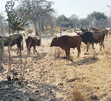 kraal Cattle rustlers turn hospital plot into kraal