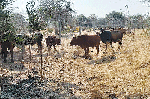 kraal Cattle rustlers turn hospital plot into kraal