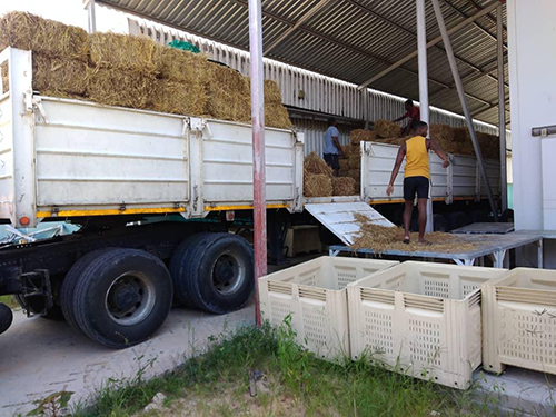 kunene 5 Kunene crop production critical