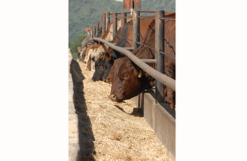 licks Licks nutritional lifesavers for animals