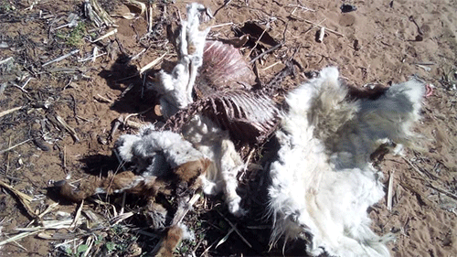 lion 2 Lions cause havoc in Kavango East