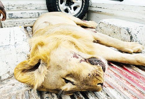 lions 1 Litau zeñwi za yambaela mwa Zambezi