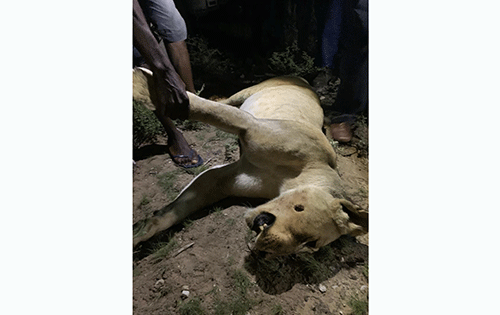 lions Etosha’s weak fence endangers lives