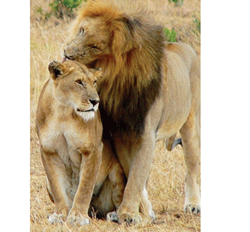 lions Escaped lion attacks Zambezi man