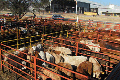 livestock 1 Schlettwein calls for urgent attention on redline