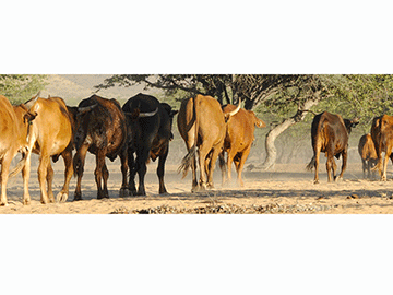 livestock Otjozondjupa, Omaheke stock theft hotbeds …750 cases reported countrywide in 10 months