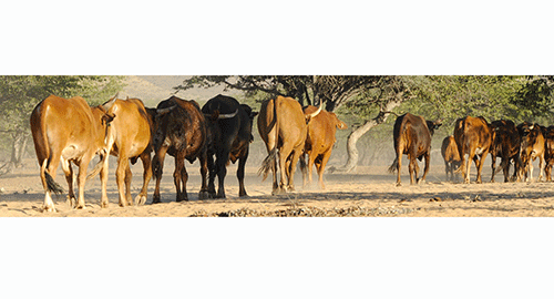 livestock Otjozondjupa, Omaheke stock theft hotbeds …750 cases reported countrywide in 10 months